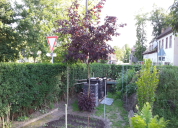 Garten 2019