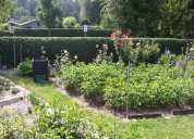 Garten 2019