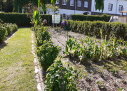 Garten 2020