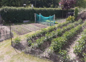 Garten 2020