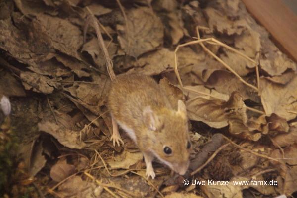 Foto 135 von 238 Berlin Zitadelle Spandau