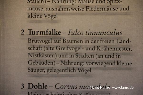 Foto 139 von 238 Berlin Zitadelle Spandau