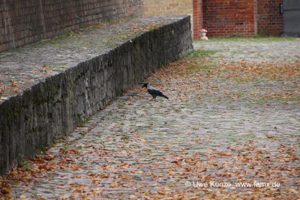 Foto 184 von 238 Berlin Zitadelle Spandau