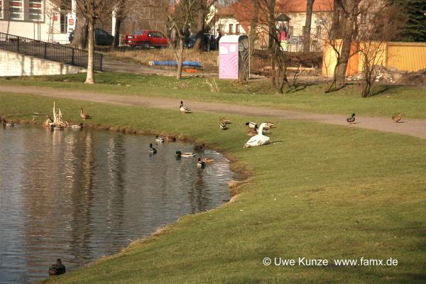 Foto 029 von 109 | Ententeich Taucha