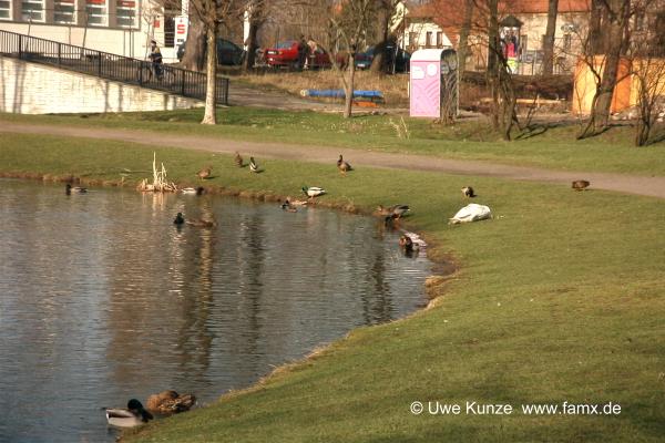 Foto 030 von 109 | Ententeich Taucha