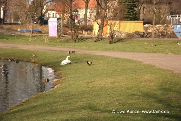 Foto 032 von 109 | Ententeich Taucha