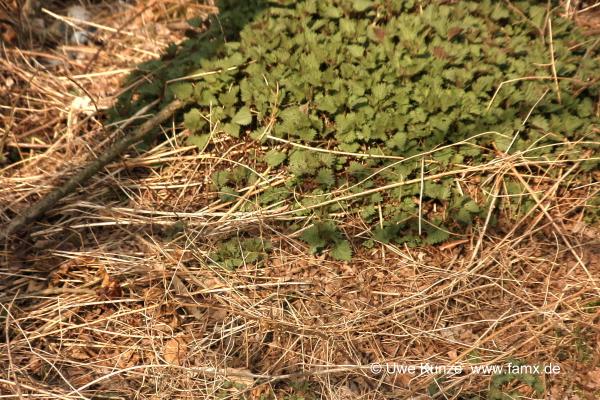 Foto 073 von 109 | Mitteldeutschen Motorenwerke MiMo Taucha