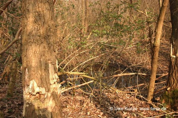 Foto 098 von 109 | Mitteldeutschen Motorenwerke MiMo Taucha
