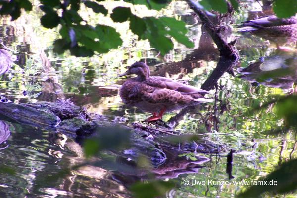 Foto 100 von 144 | Staditz Taucha