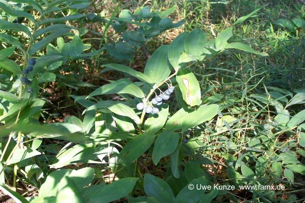 Foto 103 von 144 | Staditz Taucha