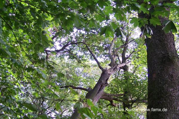 Foto 02 von 16 Taucha