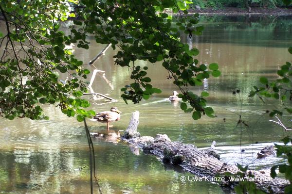 Foto 13 von 16 Taucha