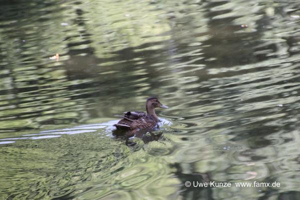 Foto 09 von 42 Taucha