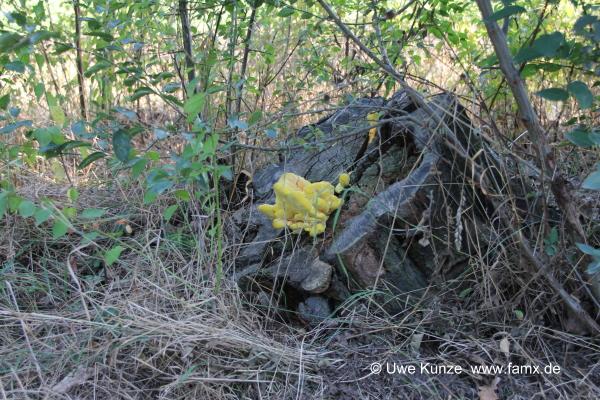 Foto 36 von 42 Taucha