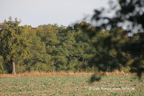 Foto 37 von 42 Taucha