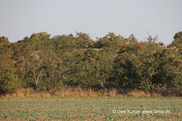 Foto 40 von 42 Taucha